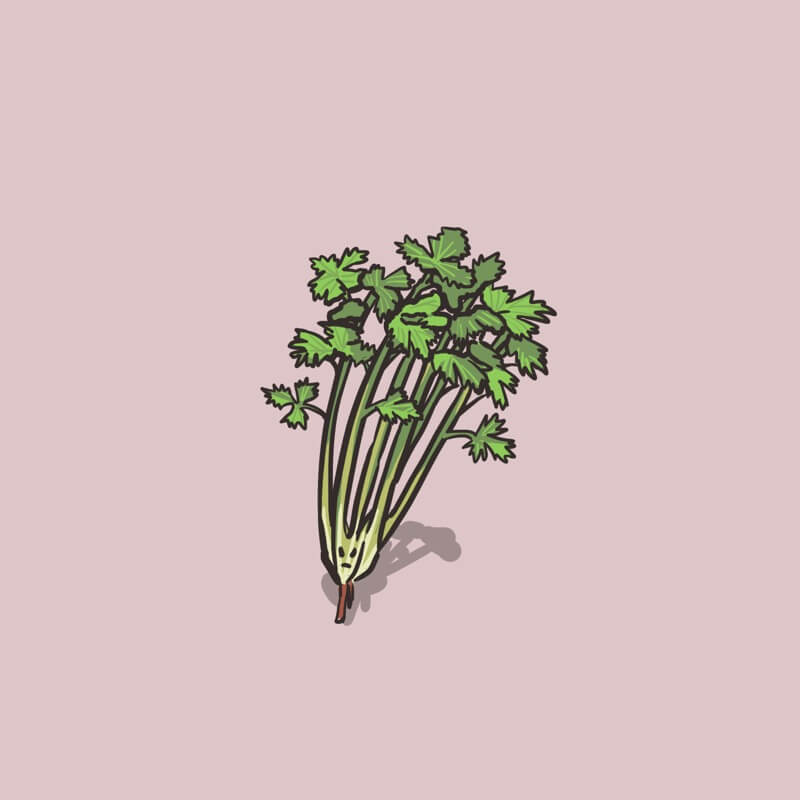 cilantro